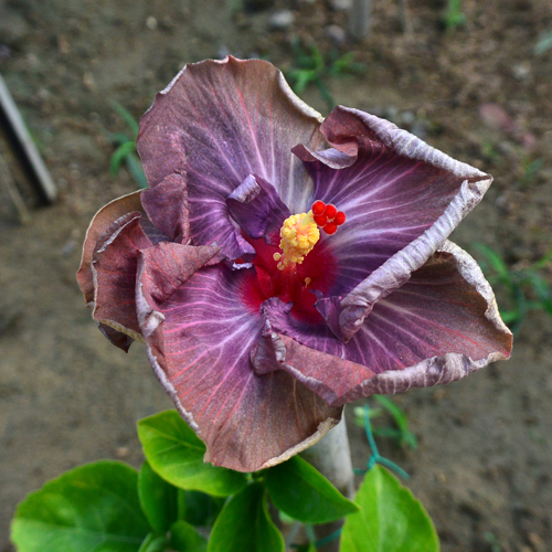 Taiwan Iris